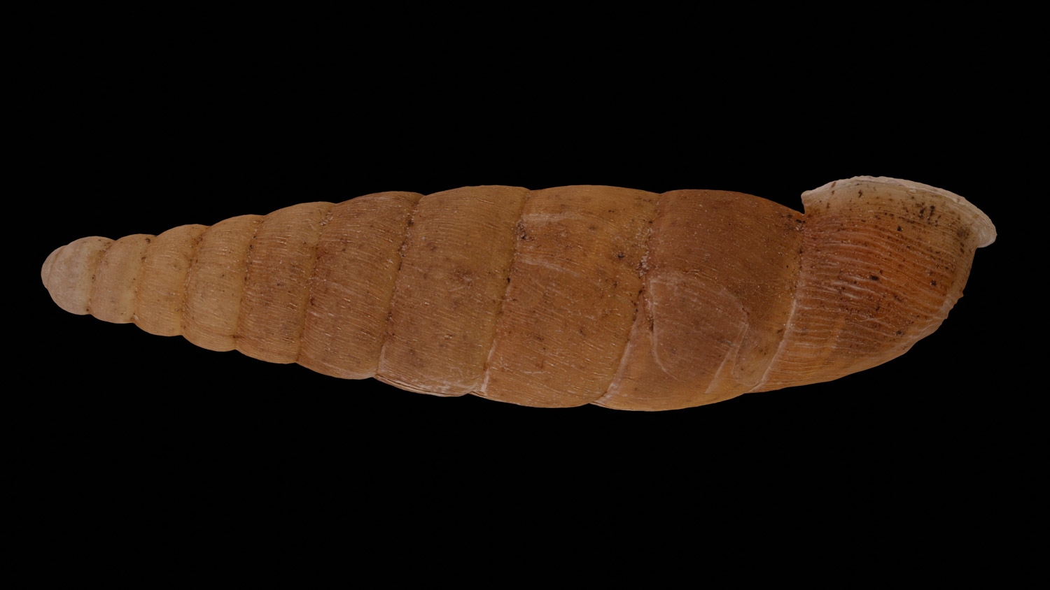 Clausilia parvula 